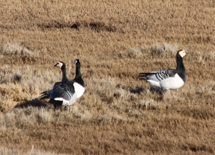 Brandgans (Zeeland). Foto van Maaike S.